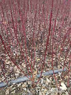 高度100厘米红瑞木