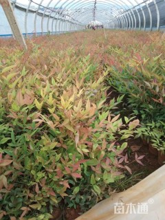 高度20厘米南天竹