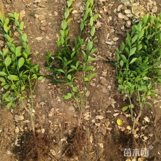 高度40厘米胶东卫矛