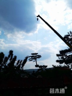 造型油松造型黑松