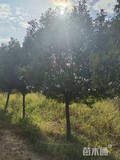 15公分红叶石楠