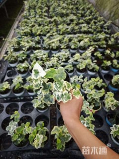 10厘米常春藤