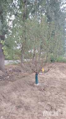 12公分绚丽海棠