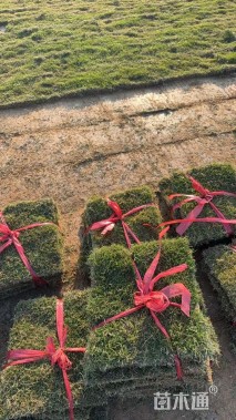 草块状马尼拉草