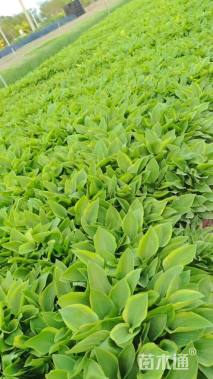 高度15厘米金边玉簪