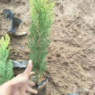 高度60厘米洒金柏