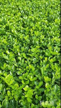 高度10厘米北海道黄杨小苗