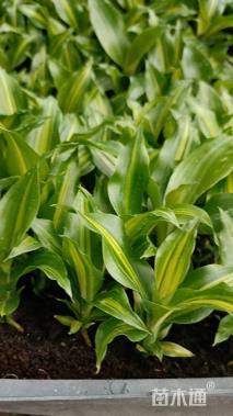 高度5厘米也门铁