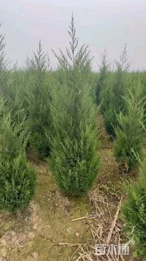 高度150厘米蜀桧