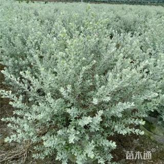 高度40厘米红花玉芙蓉