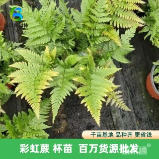 高度35厘米彩虹蕨