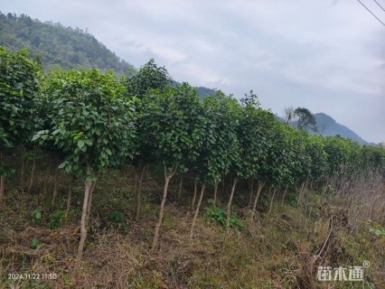 高度200厘米茶花