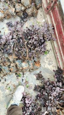 高度30厘米红花继木