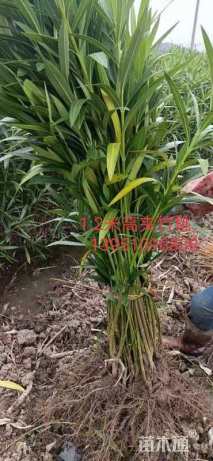 高度100厘米红花夹竹桃