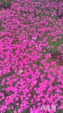 高度10厘米欧石竹