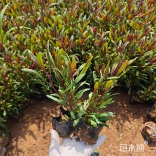 高度17厘米山桃草