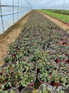 15厘米藤本月季