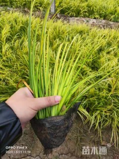 高度30厘米金叶石菖蒲