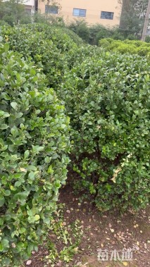 冠幅150厘米卫矛球