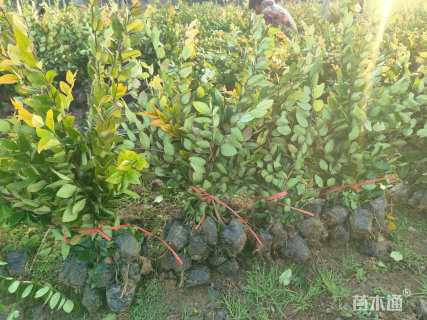 高度50厘米金森女贞