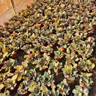 高度15厘米孔雀竹芋