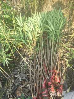 高度150厘米夹竹桃