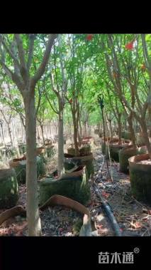 高度250厘米石榴