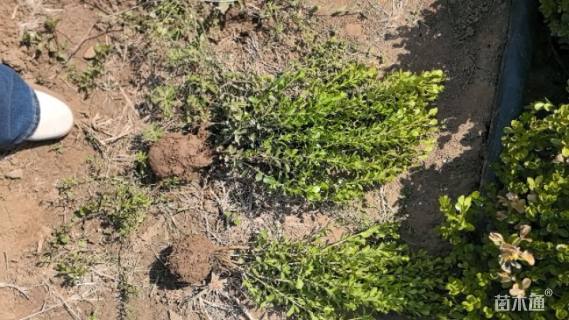 高度35厘米瓜子黄杨小苗