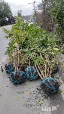 高度260厘米蜡梅