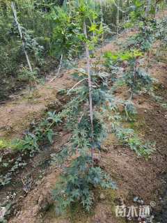 0.8公分流泉红枫