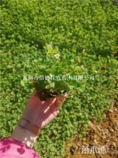 高度15厘米白花三叶草