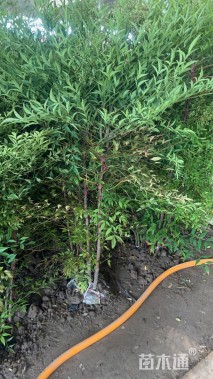 高度1.8厘米南天竹