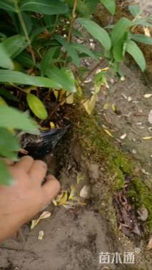 高度40厘米金丝桃