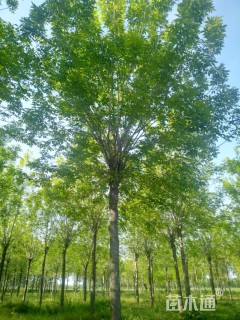 15公分白蜡