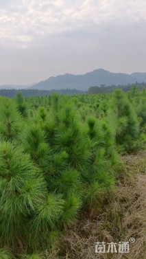 高度70厘米湿地松小苗