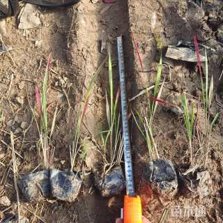 高度25厘米日本血草