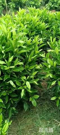 高度80厘米非洲茉莉