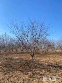 15公分红叶碧桃