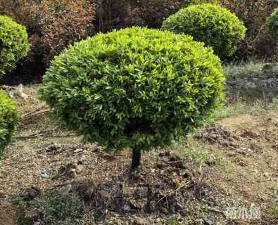 冠幅80厘米雀舌黄杨球