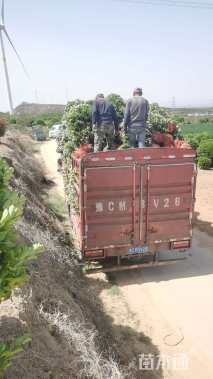 冠幅50厘米大叶黄杨球