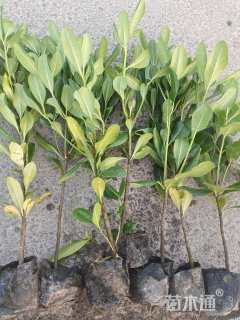 高度30厘米海桐