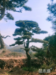 造型油松造型黑松