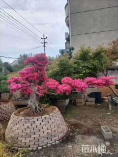 12公分造型紫薇