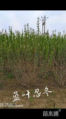 高度60厘米蓝叶忍冬