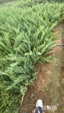 高度30厘米沙地柏