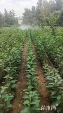 高度120厘米黄杨