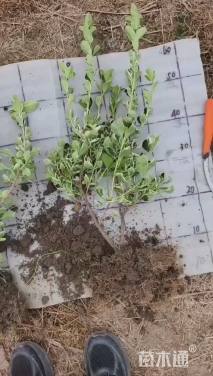 高度40厘米卫矛