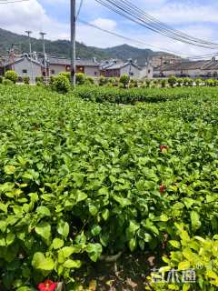 高度70厘米大红花