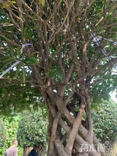 高度300厘米桂花柱子