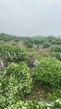 冠幅120厘米海桐球